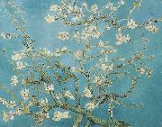 Vincent Van Gogh Almond Blossoms oil painting on canvas